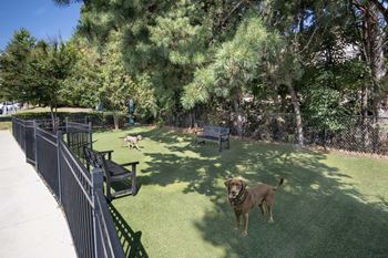Pet park